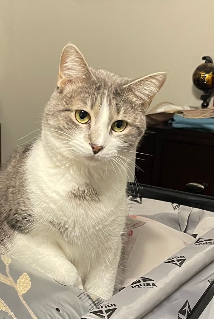 A gray and white cat