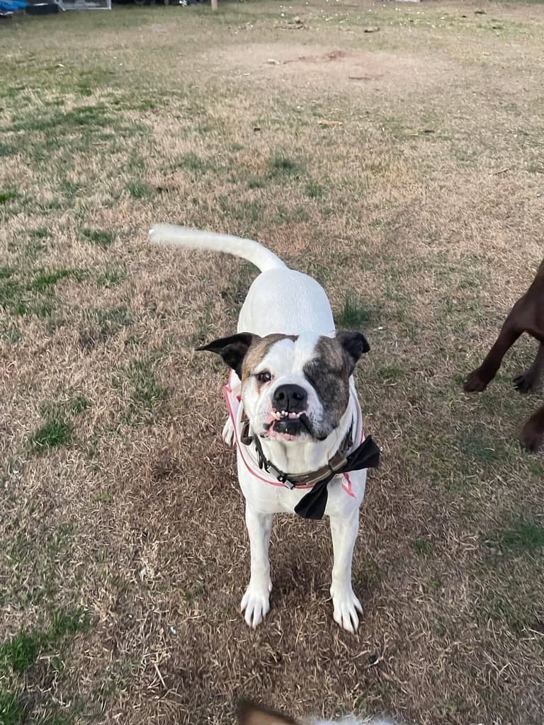 A happy guest dog playing in the fenced yard