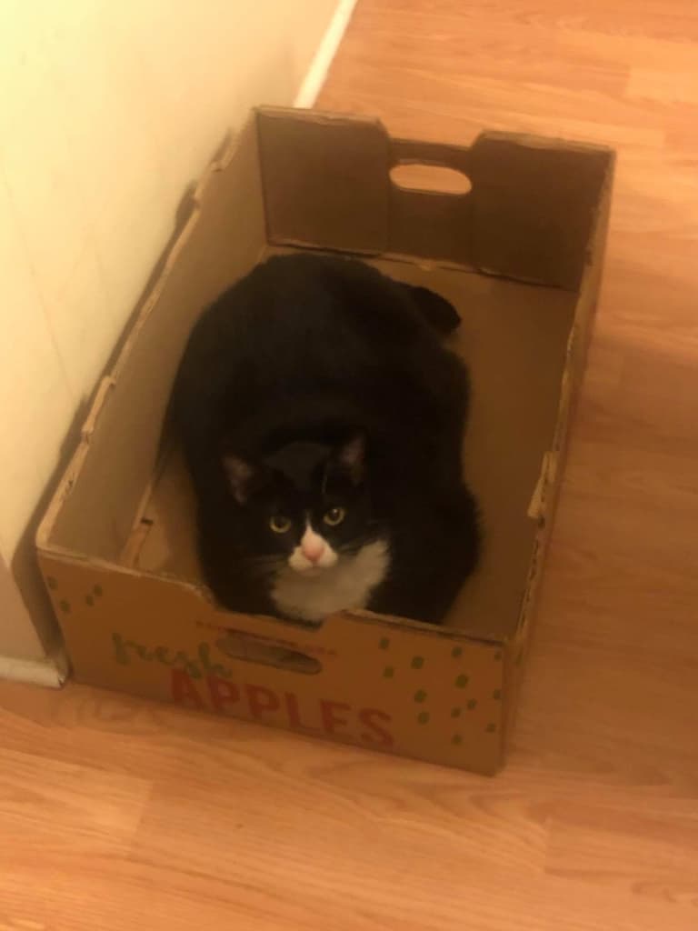 A black and white cat curled up in a cardboard box