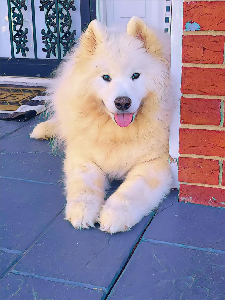 Terry's beloved Samoyed resting on the patio